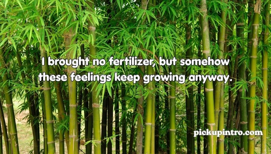 Bamboo Pickup Lines