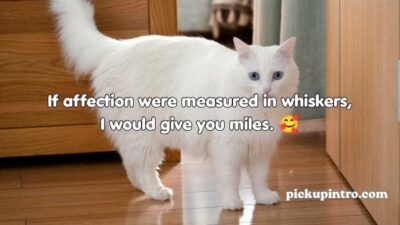Cat Pick Up Lines