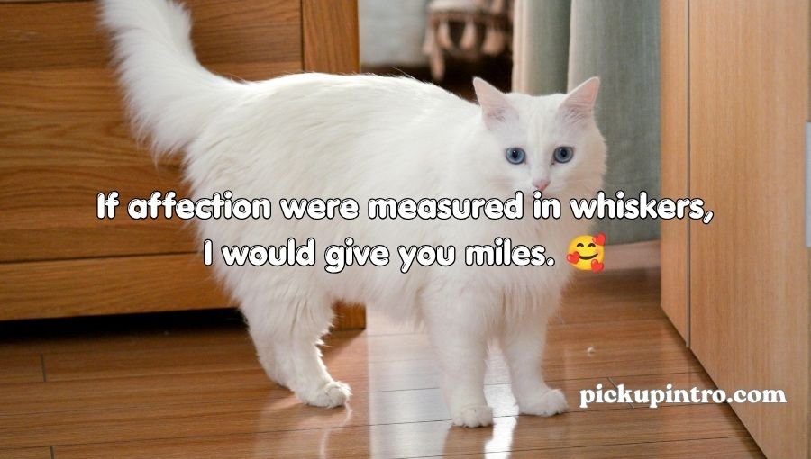 Cat Pick Up Lines