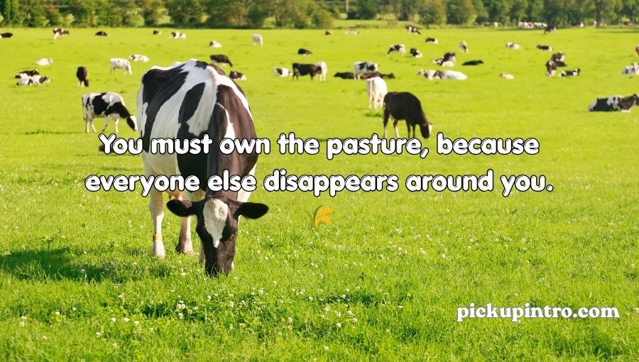 Cow Pick Up Lines