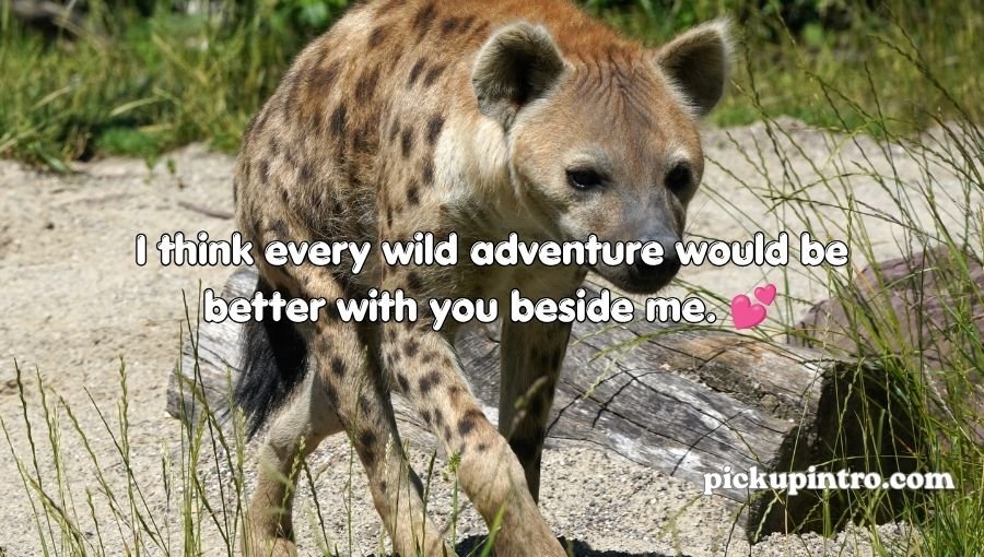 Hyena Pickup Lines