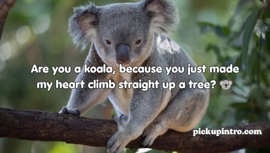 Koala Pickup Lines