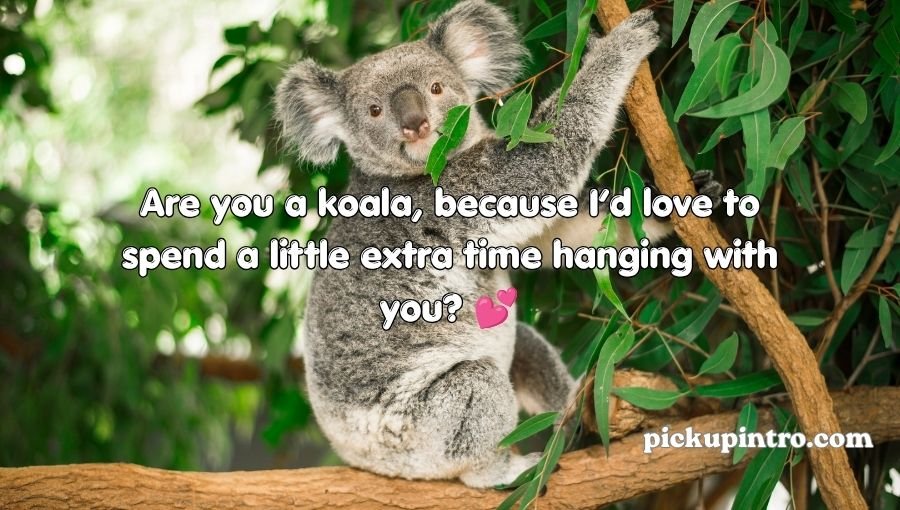 Koala Pickup Lines