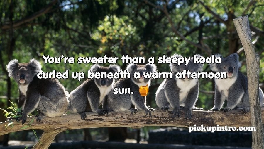Koala Pickup Lines
