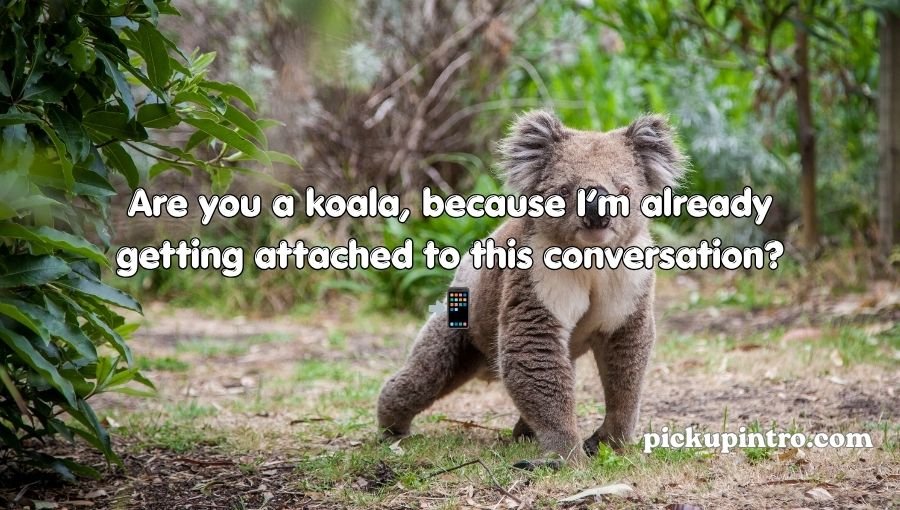 Koala Pickup Lines