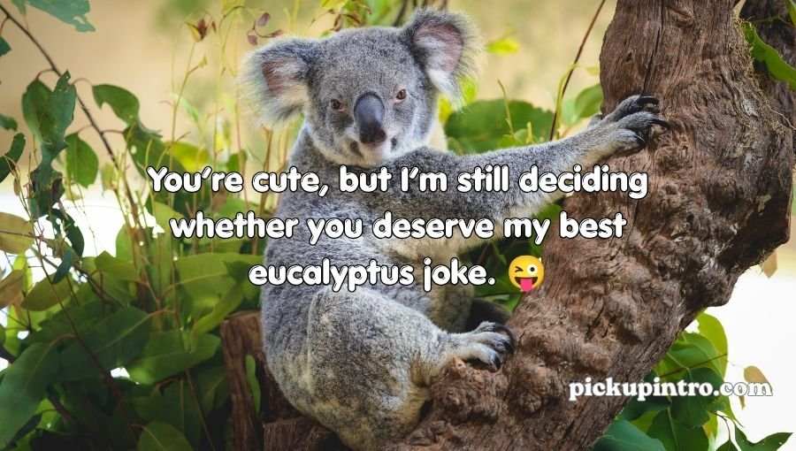Koala Pickup Lines