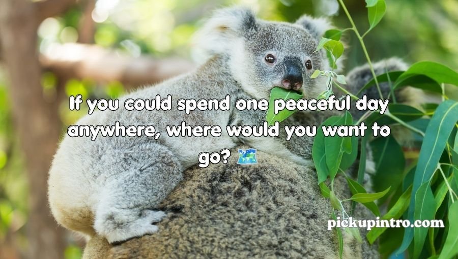 Koala Pickup Lines