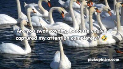 Swan Pickup Lines