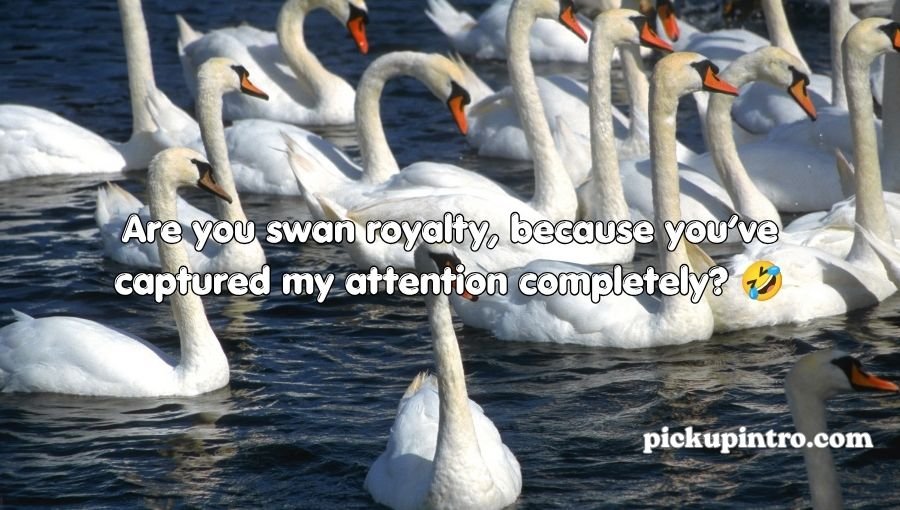 Swan Pickup Lines