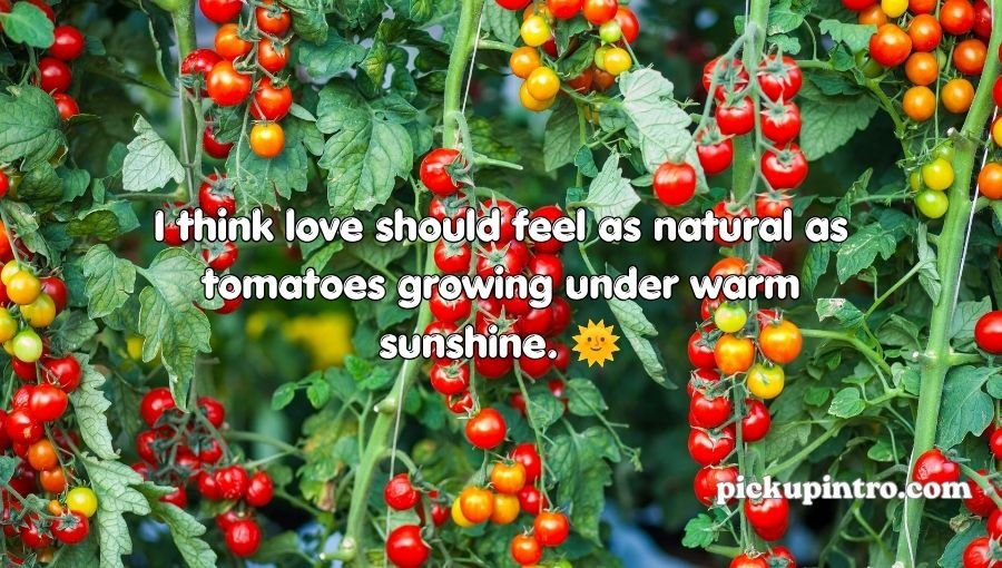 Tomato Pickup Lines