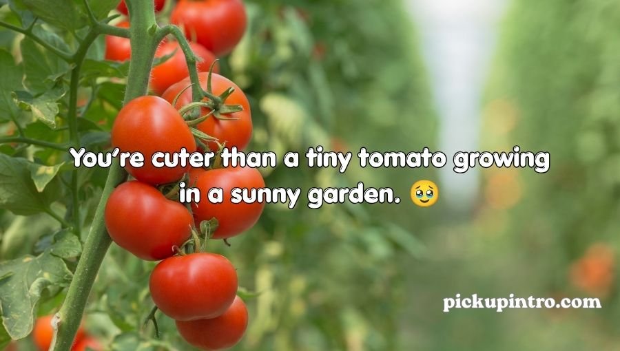 Tomato Pickup Lines