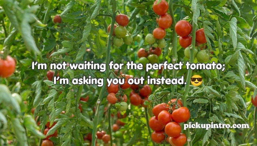 Tomato Pickup Lines