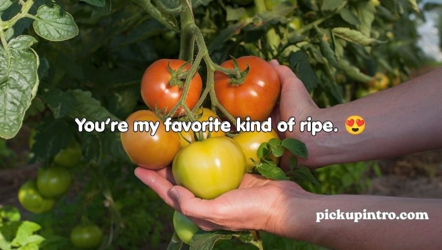 Tomato Pickup Lines