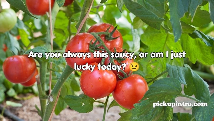 Tomato Pickup Lines