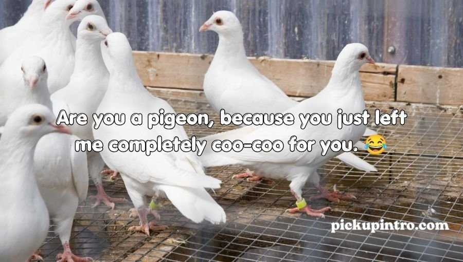 Pigeon Pickup Lines