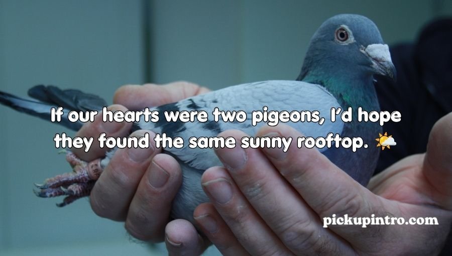Pigeon Pickup Lines