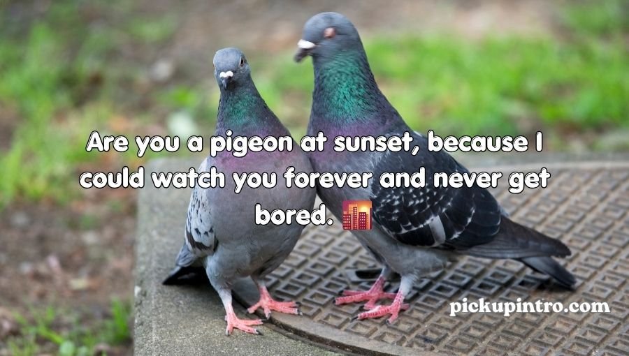 Pigeon Pickup Lines