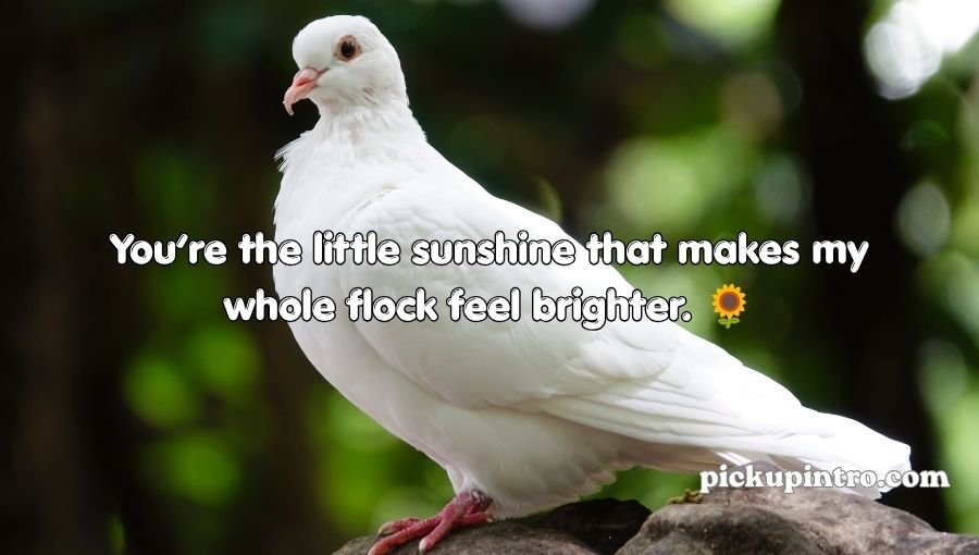 Pigeon Pickup Lines