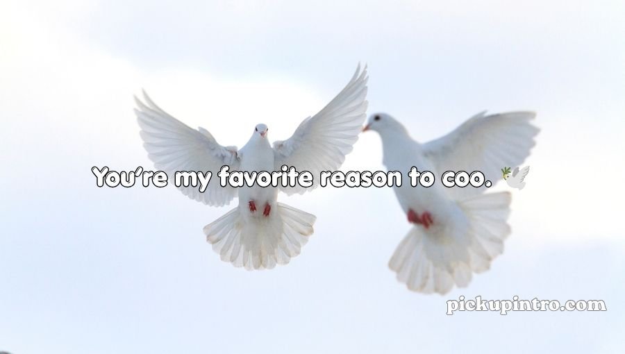 Pigeon Pickup Lines