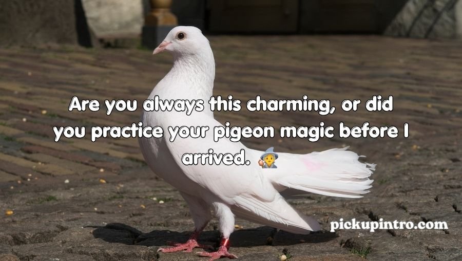 Pigeon Pickup Lines