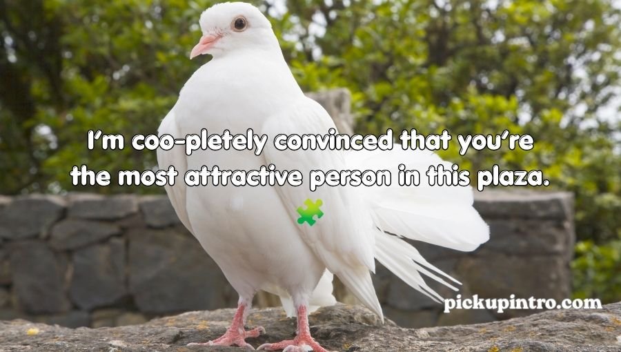 Pigeon Pickup Lines