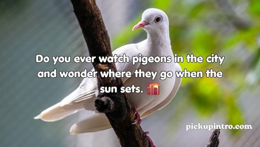 Pigeon Pickup Lines